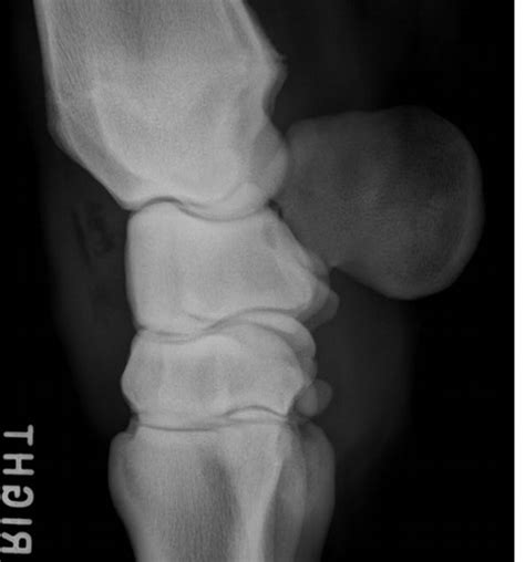 Equine Carpus Radio Graph Right Lateral View Diagram Quizlet