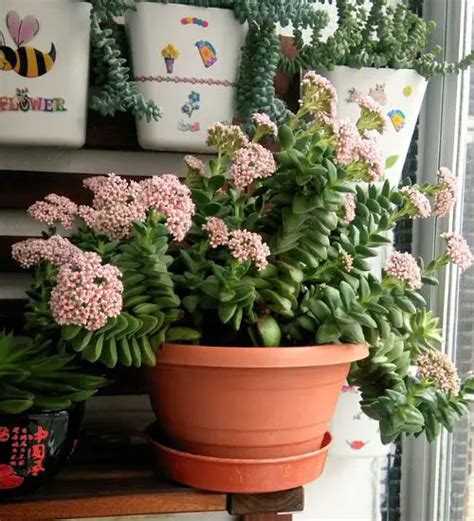 Crassula ‘springtime’ Succulent Guide