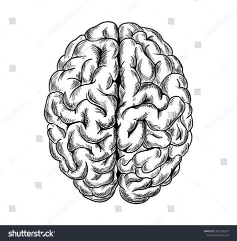 how to draw a brain 8
