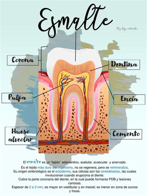 Apunte Esmalte Dental Odontología Primer Semestre Odontología Udocz