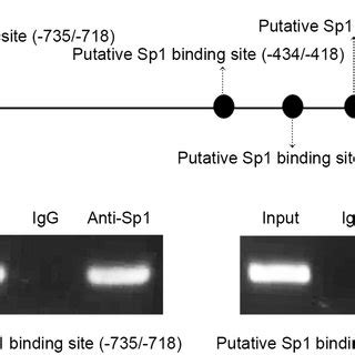 Putative transcription factor binding sites in ARTS promoter. The ... 