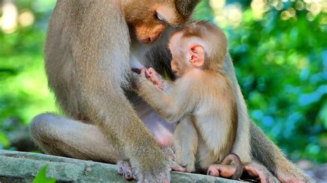 Update Baby Lucie Leaves Mom Luna Finding Foods Fulfill Herself After