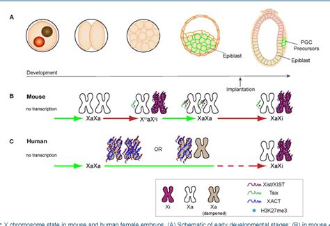 Figure From Reversal Of X Chromosome Inactivation Lessons From