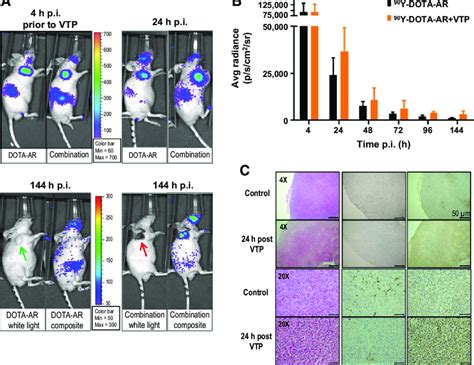 In Vivo Cli Of Y Dota Ar In Pc Tumor Bearing Nude Mice A