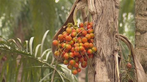 Rendimiento Y Rentabilidad Del Chontaduro La Finca De Hoy Youtube