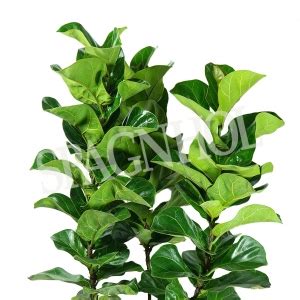 Ficus Lyrata Bambino Pt Spagnhol Plantas Ornamentais Loja Virtual