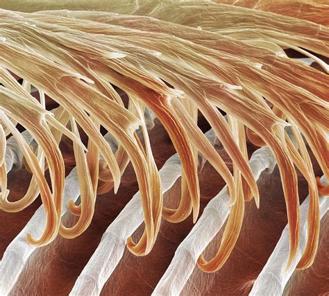 Feather Barbules Sem Photograph By Power And Syred