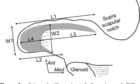 Figure 3 from The anatomy of the coracohumeral ligament and its ...