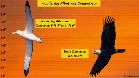 Wandering Albatross Wingspan: Comparing With Others?