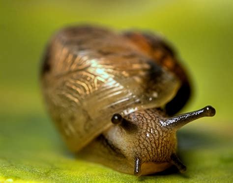 Image - Gastropod.jpg | New Cryptozoology Wiki | FANDOM powered by Wikia