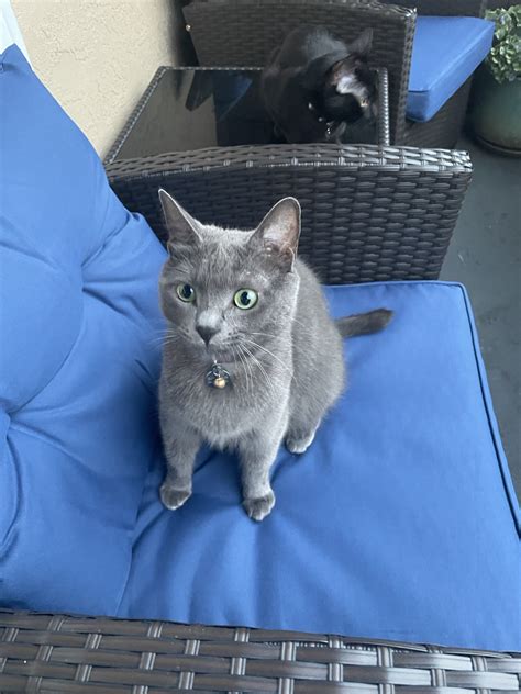 Chartreux Mix Cat