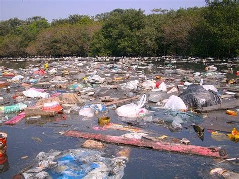 Como A Destruição Dos Manguezais Podem Afetar O Ser Humano - BIOLOGIA (BIO= Vida + LOGIA= Estudo): A destruição dos manguezais e ...