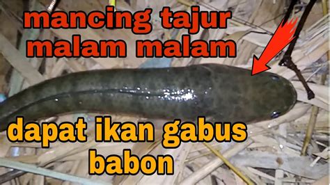 Mantaapp Mancing Tajur Malam Hari Dapat Ikan Gabus Babon YouTube