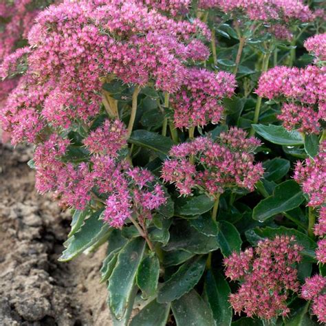 Munstead Dark Red Sedum Sooner Plant Farm