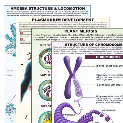 Protozoa Charts Paramecium Structure