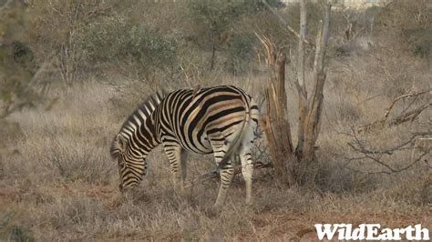 WildEarth Sunset Safari 9 July 2023 YouTube