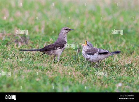 Oiseau moqueur naissant Banque de photographies et dimages à haute