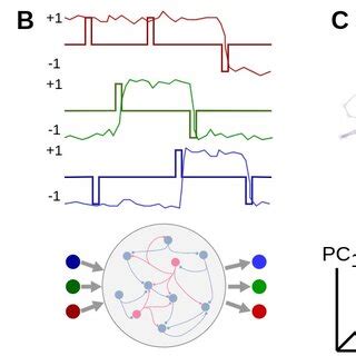 Attractor dynamics in neural networks. A. Attractors in a 2D state ... 