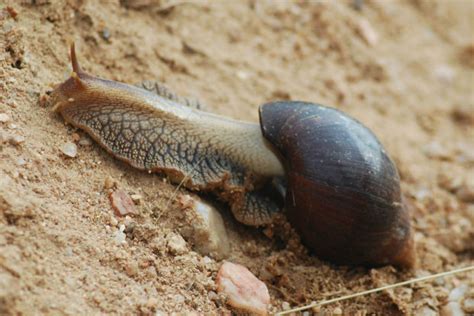 Snail, African giant land - Fascinating Africa