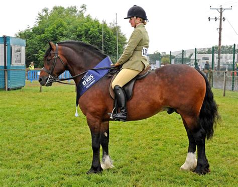 Breeds International Horse Breeders