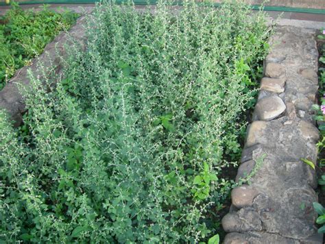 Эрва шерстистая: лечебные свойства и противопоказания | 100 Трав