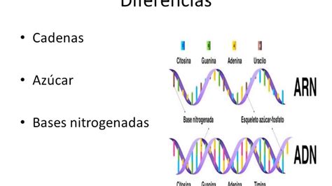 Adn Y Arn Estructura Y Función Youtube