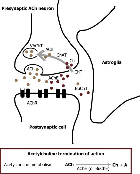 Acetylcholine Synthesis Pathway