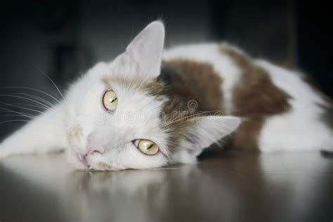 Cute Tabby Cat Lying On The Table And Looking Curious To The Camera