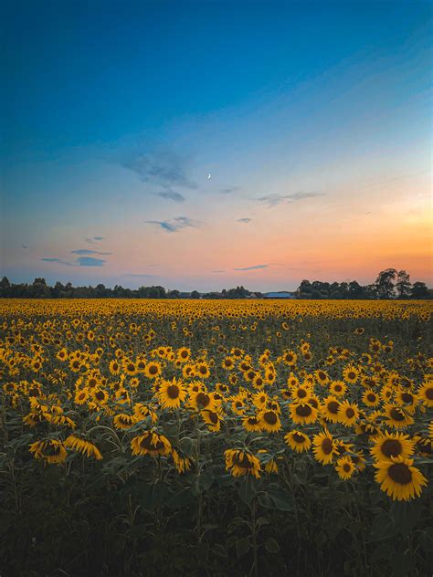 Sunflower land :: Behance