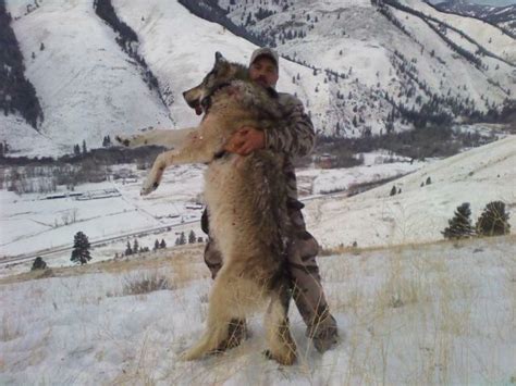 Idaho Wolves Snopes