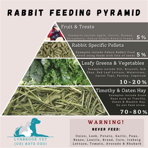 Rabbit Care Lynbrook Vet