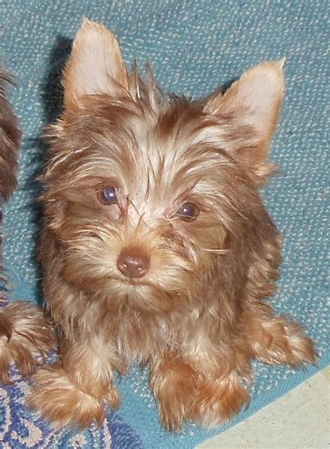 Chocolate Yorkie Puppies For Sale Gbareporter