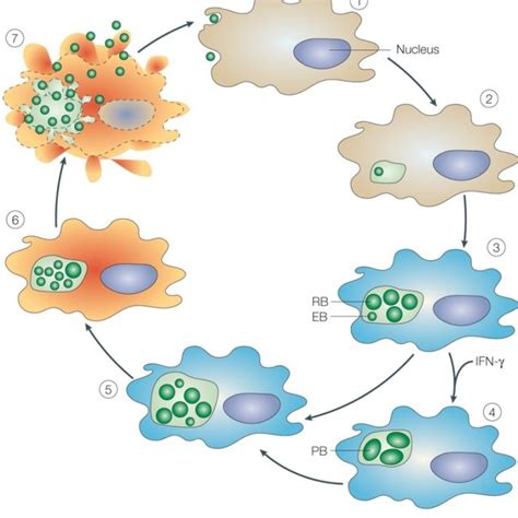 Developmental Cycle Of Chlamydia The Chlamydial Developmental Cycle