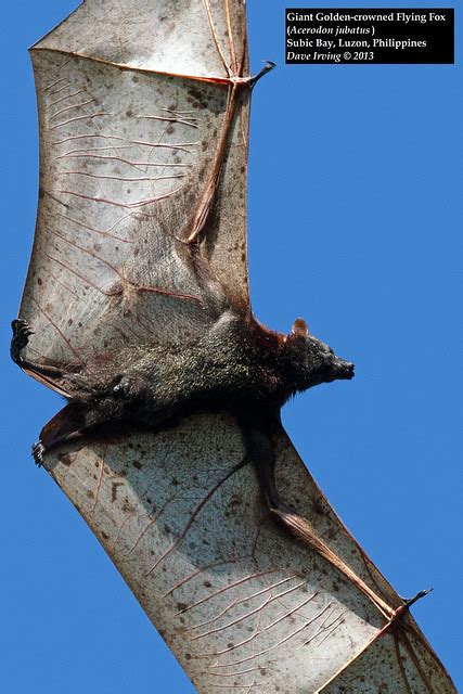 Giant Golden Crowned Flying Fox Acerodon Jubatus Flickr Photo