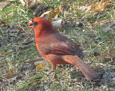 Male Cardinal Using A Canon Sx30 Is 400 Iso Speed Img03 Flickr