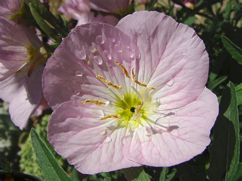 Oenothera Speciosa Mexican Evening Primrose A Photo On Flickriver