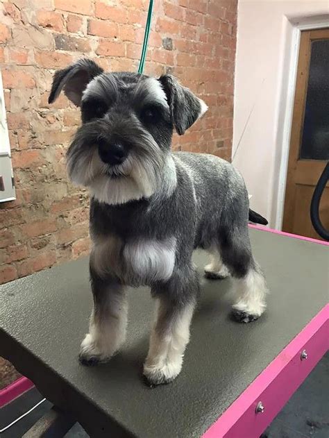 37 Cute Schnauzer Haircut Ideas All The Different Types And Styles