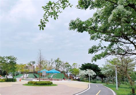 新店陽光園區流蘇雪花開 感受浪漫四月雪及水陸空樂園 大台北 地方 聯合新聞網