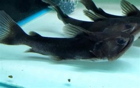 Gulper Catfish - Catfish - Asterophysus batrachus | Tank Facts