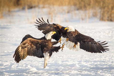 Bald Eagle Fight American Bald Eagle Wildlife Photography By Robs Wildlife Robswildlife