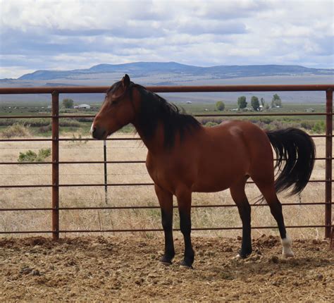 Horses Available for Adoption - Preserving Beaty Butte Wild Horses