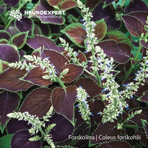 Forskolina | Coleus forskohlii - NeuroExpert - Encyklopedia Neurofizjologii