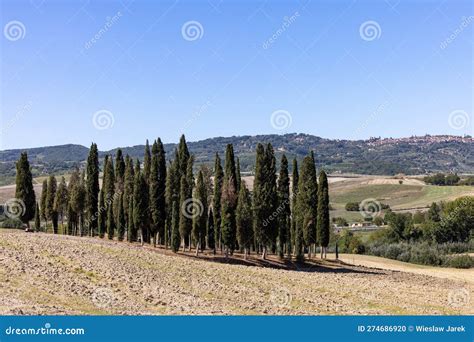 Iconic Group Of Cypress Trees In A Field Near San Quirico Tuscany