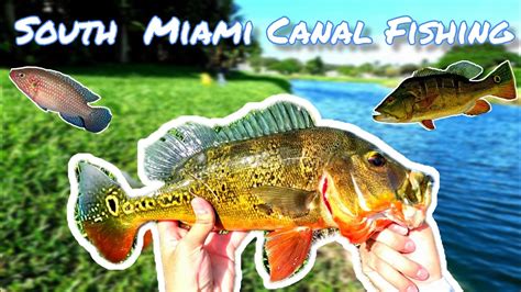 Fishing In Miami Canals For BIG Exotic Fish AGRESSIVE PEACOCK