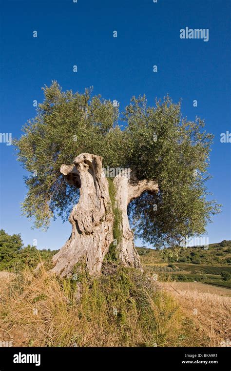 Old olive tree, Italy, Tuscany Stock Photo - Alamy