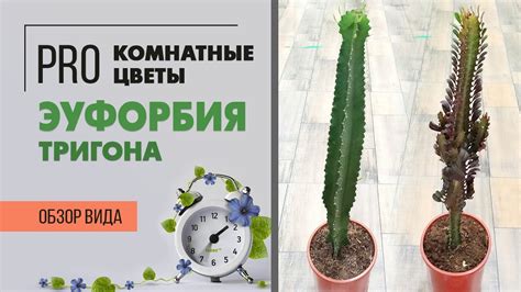 Эуфорбия Тригона или Молочай треугольный - стильная геометрия для ...