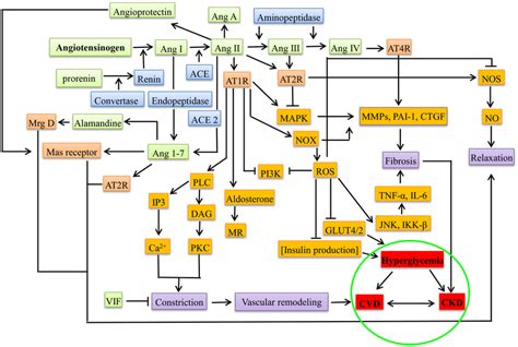 Overview Of RAAS System Under Pathological Conditions CKD DM And