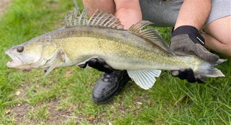 Zander Fish