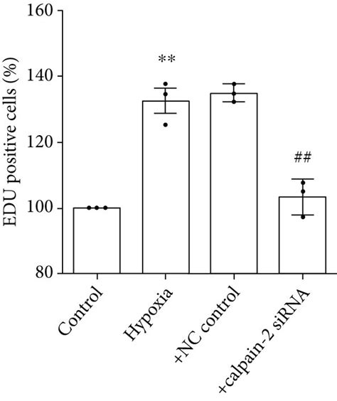 Knockdown Of Calpain 2 Inhibited Hypoxia Induced Proliferation Of