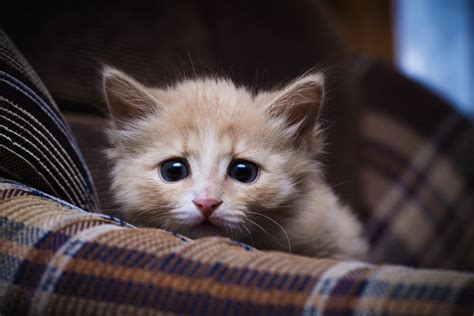 Umgang Mit ängstlichen Katzen